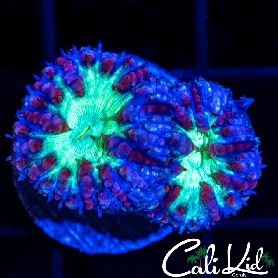 Blueberry Blasto Double