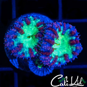 Bluberry Blasto Triple