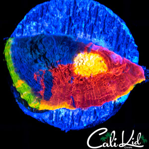 CB Rainbow Crush