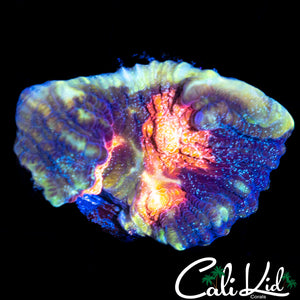 Ultra Speckle Chalice