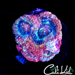 Rainbow Bowerbanki Frag