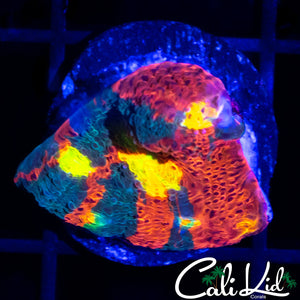 CK Skittles Chalice