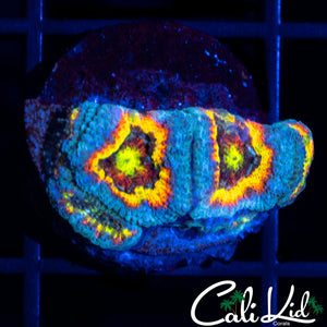 CK Fruitloops Micromussa