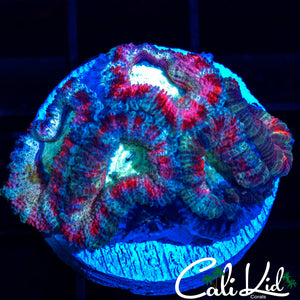 White Ghost Acan Mini Colony