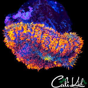 Ultra Rainbow Rhodactis