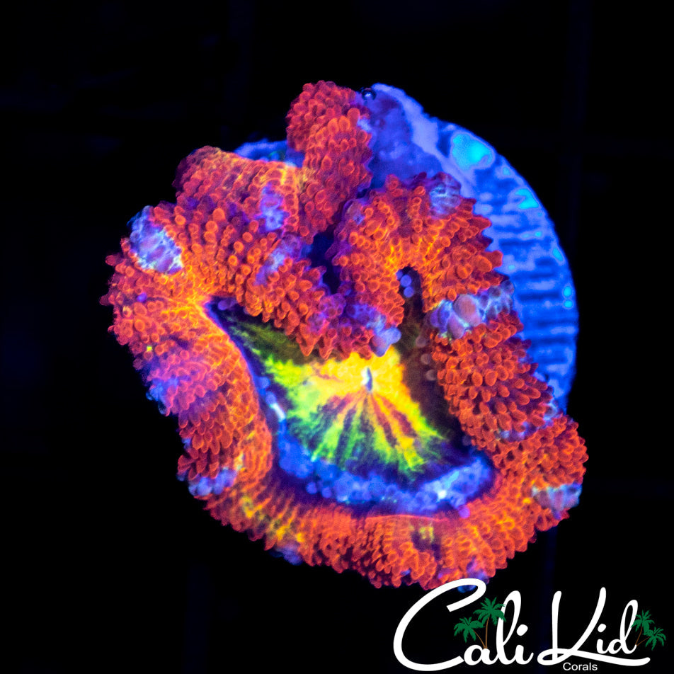 Rainbow Eye Acan Lord Double