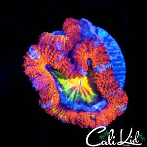 Rainbow Eye Acan Lord Double