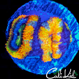 Insane Rainbow Acan Double