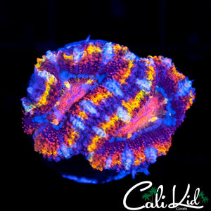 Ultra Rainbow Acan Double