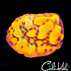 CK Bubonic Monti