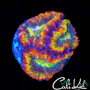 Ultimate Rainbow Acan Triple