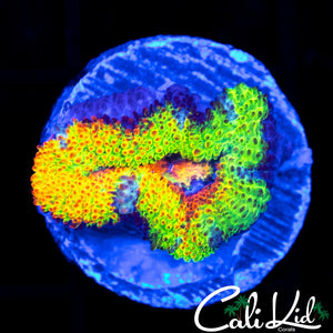 Insane Rainbow Acan
