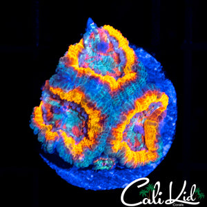 Ultra Acan Triple
