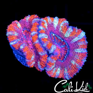 White Stripe Rainbow Acan Double