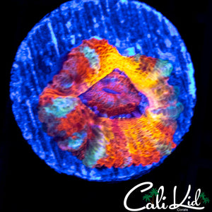 CK Pennywise Acan