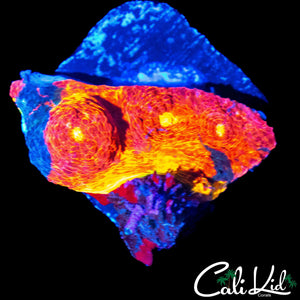 ULTRA RAINBOW CHALICE FRAG