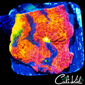 INSANE RAINBOW CHALICE CHUNK