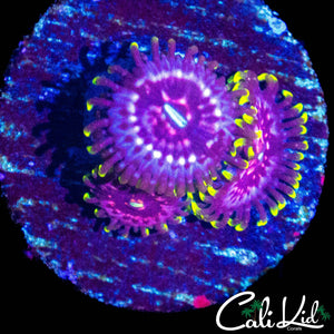 WWC TASER ZOA TRIPLE