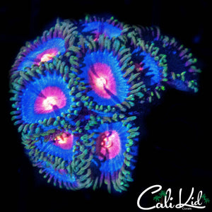 MIAMI VICE ZOA MINI COLONY