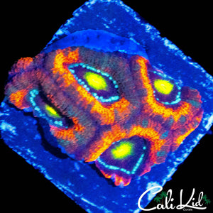 CLOWN EYEZ MICROMUSSA