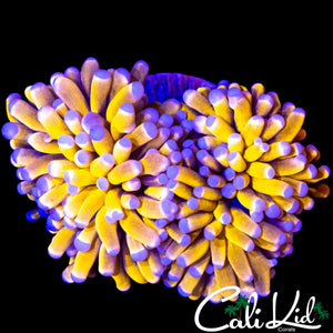 MALAYSIAN MYSTERY TORCH DOUBLE