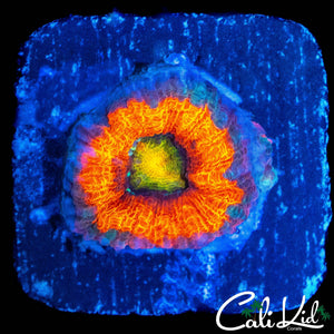 MYSTERY ACAN LORD