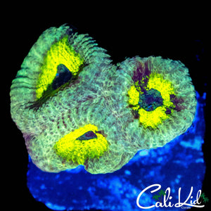 CK UNRLEASED FAVIA