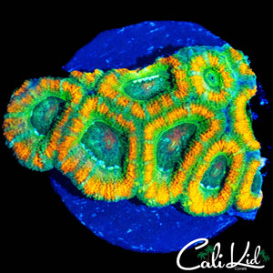 FANTA ACAN MINI COLONY