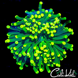 ULTRA BI COLOR TORCH