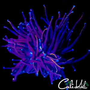 AQUACULTURED NY KNICKS TYPE TORCH