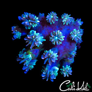 CK KALEIDOSCOPE GALAXIA
