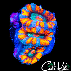 ULTRA STRIPE ACAN TRIPLE