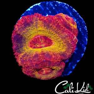 CK DIRTY LEPRECHAUN ACAN TRIPLE