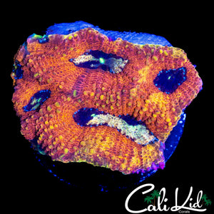 RARE EYE FAVIA CHUNK