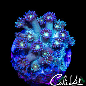 TRI COLOR GONI
