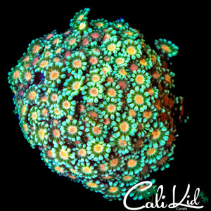 PEACH PASSION GONI COLONY