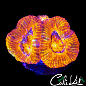 ULTRA ACAN MORPH DOUBLE