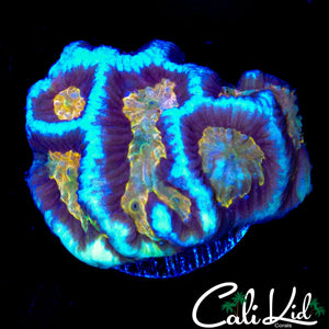 TGC PLATY CAKE PLATY