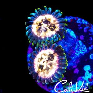 SOUR PUNCH ZOA DOUBLE