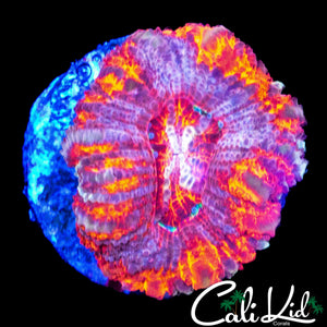 MYSTERY ASIAN ACAN