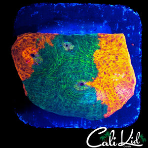 50/50 CHALICE CHUNK