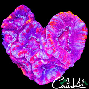 ULTRA ACAN LORD CHUNK