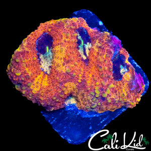 RARE EYE FAVIA CHUNK