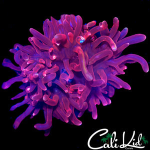 MYSTERY ANEMONE
