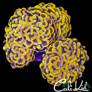ELECTRIC ORANGE BRANCHING HAMMER COLONY