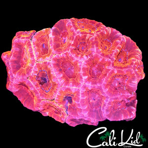 ULTRA ACAN MORPH COLONY