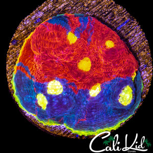 INSANE RAINBOW CHALICE COLONY