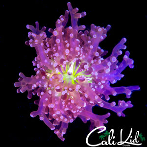 GREEN MOUTH BRANCHING FROGSPAWN