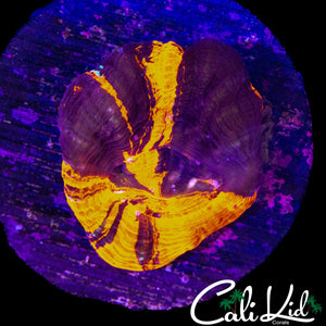 AQUACULTURED WAR PAINT TYPE SCOLY