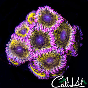 STRATOCASTER TYPE ZOA COLONY
